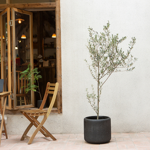 油橄榄树盆栽室内大型绿植客厅落地植物门店网红小众净化空气观赏