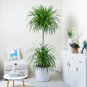 艺植艺品龙血树绿植大型客厅室内除甲醛植物盆景老桩多头造型盆栽