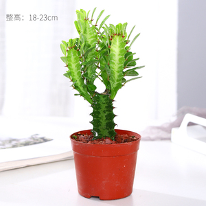 龙骨盆栽彩云阁耐旱老p桩招财绿植净化空气吸甲醛多肉植物大颗好