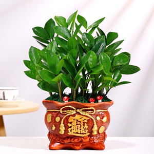 绿植盆栽大型金钱树