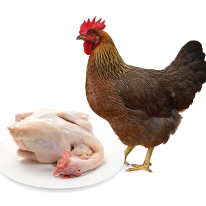 温氏天露清远麻鸡1000g散养走路鸡农家慢养土鸡果园走地土鸡