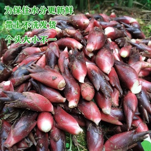 湖南新鲜阳荷姜 野生洋荷姜菜 洋禾豁合阳喝和洋霍元荷杨何洋火姜