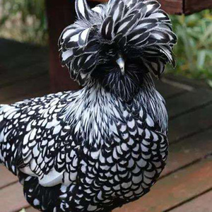 00tb712059689068淘宝纯种进口波兰鸡帽子鸡种鸡观赏鸡宠物鸡黑白黄