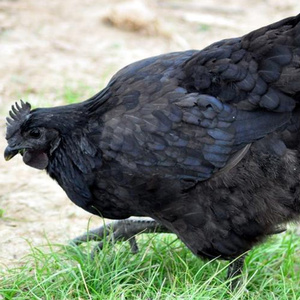 绿壳蛋黑羽小鸡正宗绿皮五黑鸡种蛋受精蛋纯种黑毛散养土鸡蛋乌鸡