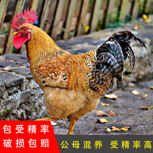 汶上笨鸡可孵化彩凤高产纯种新鲜柴鸡大种鸡蛋金芦花鸡种蛋受精蛋