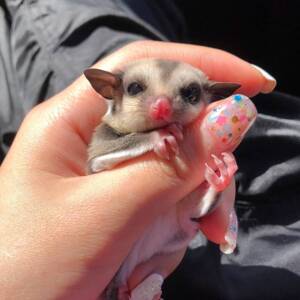 网红蜜袋鼯能滑翔的宠物抖音蜜袋鼠幼崽宝宝蜜袋鼬飞鼠迷你口袋鼠