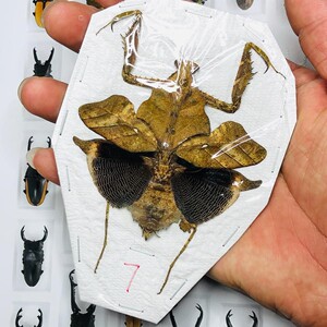 真昆虫甲虫标本枯叶螳螂大号雌性艺术品展览收藏观察摄影摆设道具