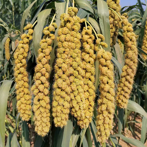 沁州黄谷子小米种籽 粟米小香米种子香糯软绵高营养五谷杂粮种