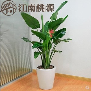 鹤望兰植物室内花大棵大叶子盆栽绿化室内花卉绿植极乐鸟绿植