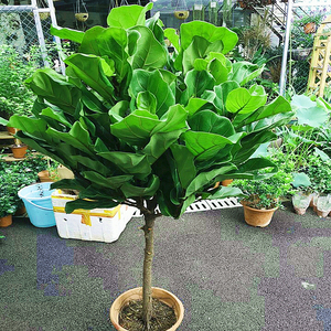 小叶细叶榕营养液盆景植物室内大型富贵小叶木树大琴叶xbq