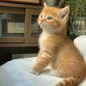 田园猫橘猫宠物猫纯白活物幼猫猫咪猫活物活体白色猫咪虎斑狸花猫