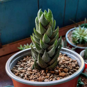 801人付款淘宝九龙塔多肉植物镇宅十二卷属新手趣味花卉办公桌盆栽防