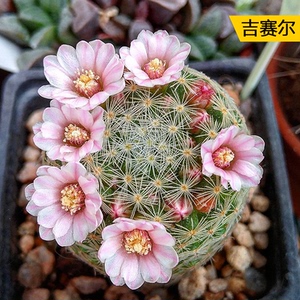 仙人球吉赛尔仙人掌乳突属多肉植物粉花白花实生办公桌面小盆栽