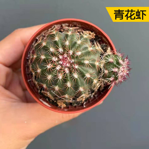 丛野 |实生青花虾仙人球稀有青花品种货趴刺不扎手仙人掌好养活