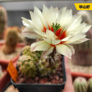 丛野 |华山虾实生仙人球稀有群生开大花仙人掌多肉植物趣味小盆栽