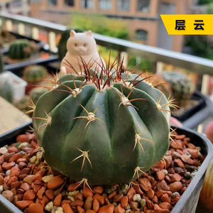 丛野 |层云实生仙人球开花多肉植物 创意仙人掌室内防辐射小盆栽
