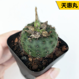 天惠丸实生仙人球小型士童属仙人掌趣味开花趴刺桌面防辐射小盆栽