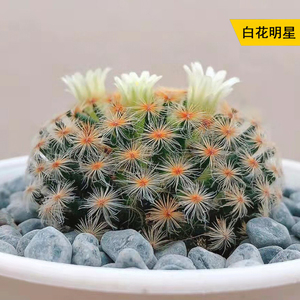 丛野 |白花实生明星仙人球创意开花多肉植物室内防辐射小盆栽大颗