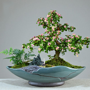 金枝玉叶盆栽老桩造型多肉盆景植物办公室内四季好养易活绿植花卉