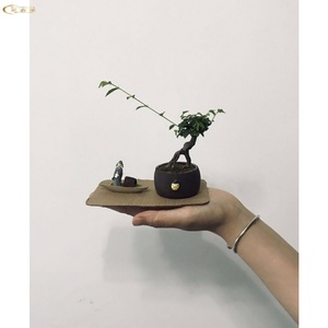 微型迷你掌上精品小型o盆景老盆老桩实物拍摄按图发货榆树小叶女