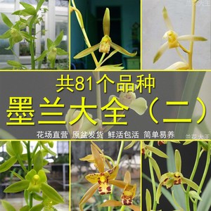 【墨兰金边兰花日向浓香】墨兰金边兰花日向浓香品牌,价格 - 阿里巴巴