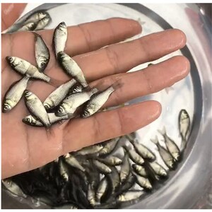 广东鲫鱼苗中科5号淡水鱼养殖鲫鱼优质水产大板鲫鱼z苗顺丰包邮