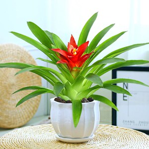鸿运当头盆栽水培植物室内四季常青小红星绿植好养花卉凤梨花盆景