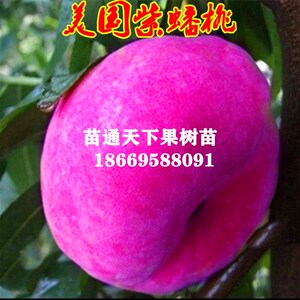 果树苗蟠桃树苗美国红蟠 紫蟠桃苗巴西玫瑰嫁接苗 当年结果包邮
