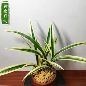 墨兰黄金日向 浓香中透艺 矮种室内观花植物春节前后开花兰花苗