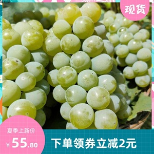 湖南水晶葡萄三甲绿青葡萄新鲜当季水果青提玫瑰香无籽3斤装包邮