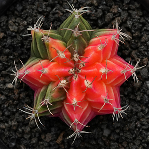 瑞云牡丹锦 仙人球 多肉植物 一物一拍