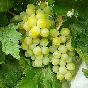 现摘玫瑰香香葡萄