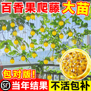 黄金百香果树果苗四季不断结果钦蜜9号嫁接水果南方阳台种植盆栽