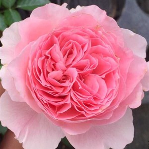 伊芙口红诱d惑月季花达苗粉色大花型浓香勤花品种阳台庭院花卉植