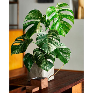 花叶龟背竹白锦