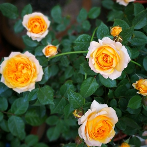 月季橙色橙月亮日月玫瑰花苗月季苗多季开花盆栽阳台庭院花卉植