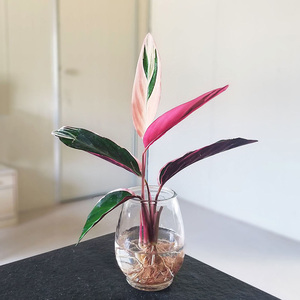 凤凰羽水培养植物室内绿植花卉盆栽富贵竹水养好养