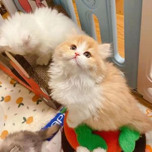 赛级1112色25色金渐层幼崽猫高地猫长毛纯白乳白银白乳色幼猫宠物