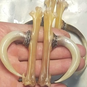 文玩鸡蹬手骨鸡爪骨抓钱文盘玩可玉化玩新宠老盘精美把件p