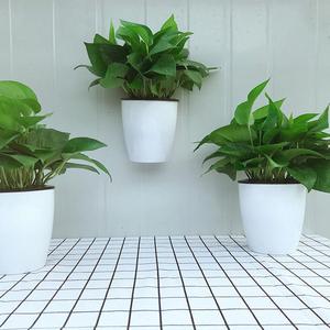 厅植挂墙绿壁萝盆栽室内吸甲醛挂绿箩水培物花卉好养客挂墙上花