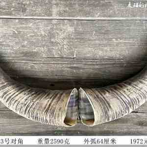 正宗越白白水牛i角原料 大号对水牛角整角原材料 南角牛角摆件