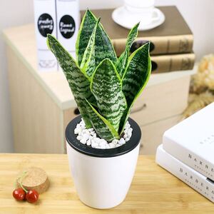 虎皮兰盆栽室内植物绿植盆栽花卉办公室盆栽带盆栽好防辐射包邮