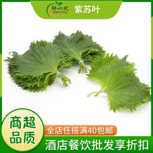 紫苏叶新鲜食用烤肉韩国烤肉包肉生吃鲜叶海鲜去腥苏子叶48片/盒