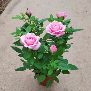 四季黄玫瑰花盆栽k植物带花苞花卉室内迷你多彩小果汁阳台月季花