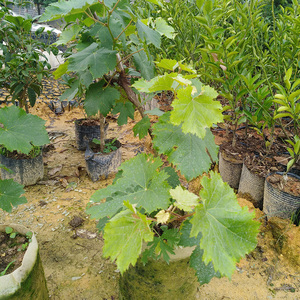 葡萄苗北方品种红提