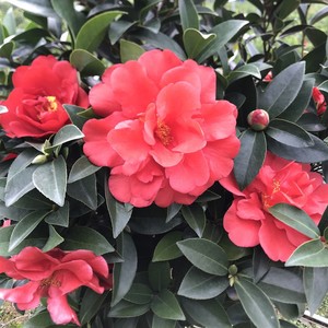 四季茶花国色文清七心小旋单瓣重瓣花卉植物室内阳台盆栽红花朵