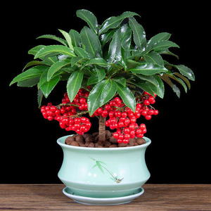 富贵籽盆栽黄金万两盆景金玉满堂带果年宵花卉室内客厅好养绿植物