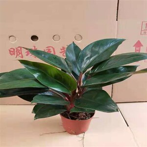 20永永种植园淘宝大叶红钻盆栽金钻盆栽四季常青可水培室内外绿植易