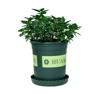 【巧克力薄荷植物】巧克力薄荷植物品牌,价格 - 阿里巴巴