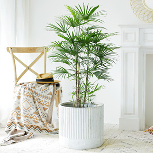 植匠金山棕多裂棕竹大型办公室客厅室内盆栽植物吸甲醛净化空气